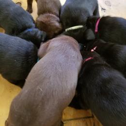 Labrador Retriever Puppies from Copper Creek Outfitters and Kennel
