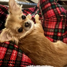 Pixel - Chihuahua