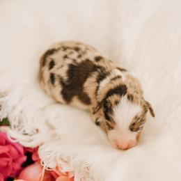 Judy hops - Red merle female Miniature Australian Shepherd puppy in Enoch, Utah from Twisted H Aussies