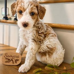 Girl 4 - Parti female Goldendoodle puppy in Placerville, California from New Dawn Poodles and Doodles
