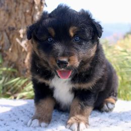 Australian Shepherd Puppies from Hillside Aussies