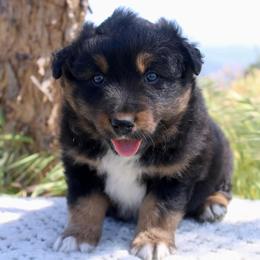 Australian Shepherd Puppies from Hillside Aussies