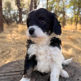 Blanche - Black and white female Cavapoo puppy in Redding, California from O’Hara  Doodles