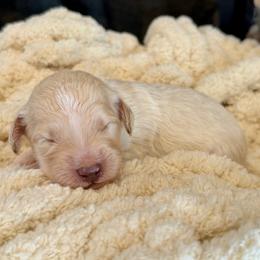 Summer - Cream female Goldendoodle puppy in Wyandotte, Oklahoma from Goldendoodles of NE OK