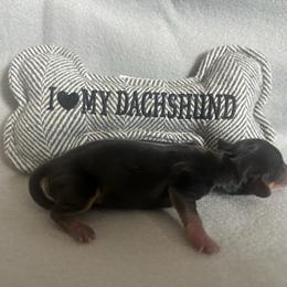 Girl 2 - Black and tan female Dachshund puppy in Quemado, New Mexico from TNT Dachshunds