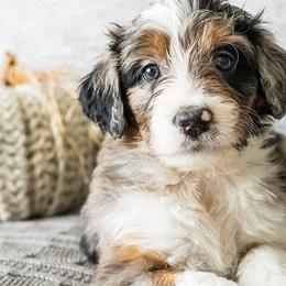 Aussiedoodles, Bernedoodles, and Poodles from Doodle Belle Puppy