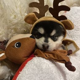 Vixen - Black and white female Pomsky puppy in Diamond Lake, Washington from Husky Haven WA