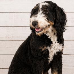 Bailey - Bernedoodle