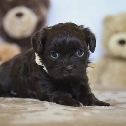 Briar - Liver female Shihpoo puppy in Nickelsville, Virginia from The Teddybear Shihpoo