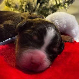 Beyoncé - Tri-color female Bernedoodle puppy in Gilbert, Arizona from The Berne Barn... it’s a Doodle thing!