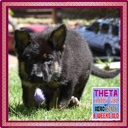 THETA - Black and tan female German Shepherd puppy in Murrieta, California from Diamond Oaks German Shepherds