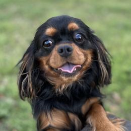 Waylon - Cavalier King Charles Spaniel