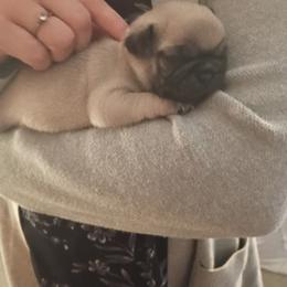 Boy 6 - Fawn male Pug puppy in Marshville, North Carolina from adorable pug puppies
