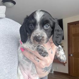 Tri pie LH - Piebald female Dachshund puppy in Madison, Wisconsin from SK Miniature   Dachshunds