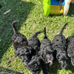 Portuguese Water Dog Puppies from Cornerstones Porties