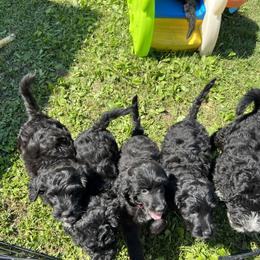 Portuguese Water Dog Puppies from Cornerstones Porties