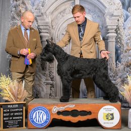 Gaia - Giant Schnauzer