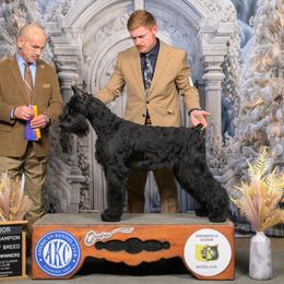 Gaia - Giant Schnauzer