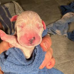 Girl 2 - White and black female Dalmatian puppy in Claremore, Oklahoma from Lotsofdots Dalmatians