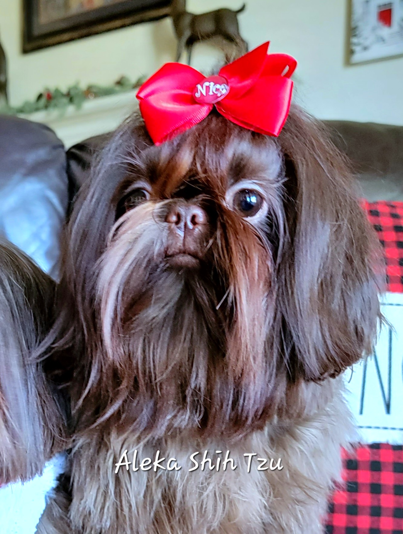 Hayley - Shih Tzu
