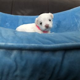 Maltese Puppies from Princess’s Maltese Palace