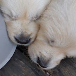 Golden Retriever Puppies from Cruz'n Golden Retrievers