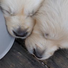 Golden Retriever Puppies from Cruz'n Golden Retrievers