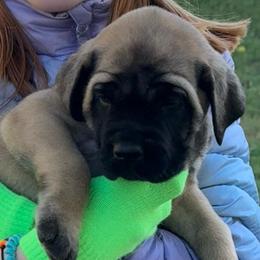 Reina - Fawn female Mastiff puppy in Carthage, Missouri from Mama’s Mastiffs