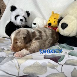 SMOKEY - Red merle Miniature Australian Shepherd puppy in Elgin, Illinois from Beaman Aussie Pride