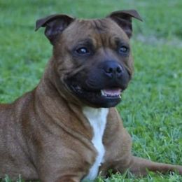 Staffordshire Bull Terriers from JetStaff Kennels