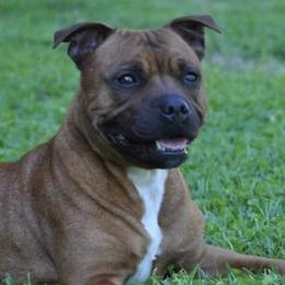 Staffordshire Bull Terriers from JetStaff Kennels