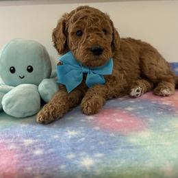 Light blue boy - Red  male Goldendoodle puppy in Pawtucket, Rhode Island from Ds_minidoodles