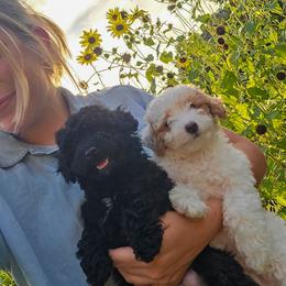 Jet - Black male Poodle puppy in Sonora, Kentucky from Little Land of Puppies