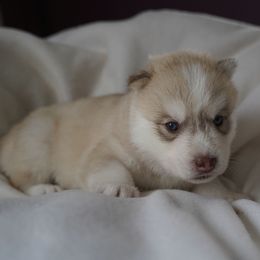 Moire - Red and white female Siberian Husky puppy in Wiscasset, Maine from Running with Huskies