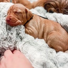 Boy 3 - Golden rust Vizsla puppy in Grady, Alabama from Rebel Heart Vizslas
