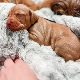 Boy 3 - Golden rust Vizsla puppy in Grady, Alabama from Rebel Heart Vizslas
