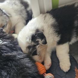 Australian Shepherds from Boundless joy aussies