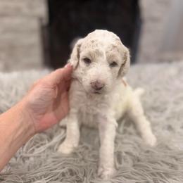 Belle - White female Poodle puppy in Poplarville, Mississippi from Southern Belle Poodles