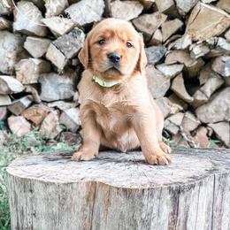 Tammy - light green - Dark golden female Golden Retriever puppy in Greeneville, Tennessee from Cultivate Farm