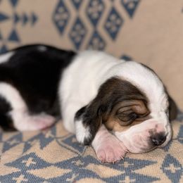 Basset Hound puppies from Boulder Oak Bassets