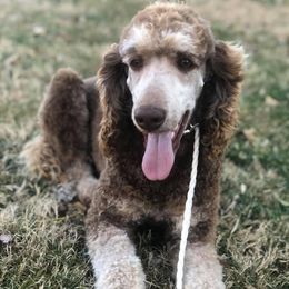 Charley - Poodle