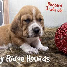 Blizzard - Mahogany and white male Basset Hound puppy in Mebane, North Carolina from Happy Ridge Hounds