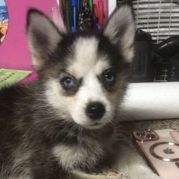 Breezy - Black and white female Pomsky puppy in Spring Hill, Florida from PDQ Pomskies