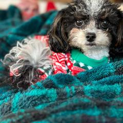 Cavapoo All Grown Up from MoonBeam Pups