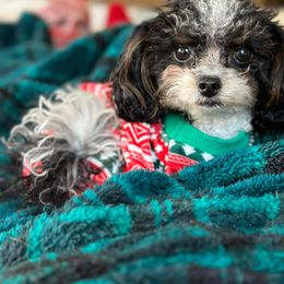 Cavapoo All Grown Up from MoonBeam Pups