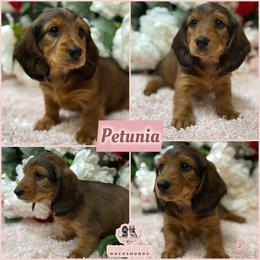 Petunia - Red female Dachshund puppy in Meadville, Pennsylvania from Four Seasons Dachshunds