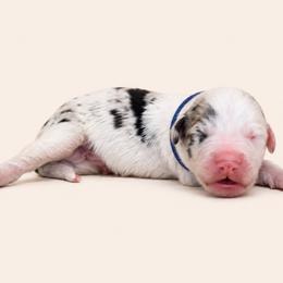 Dark blue collar - Blue merle and white male Sheepadoodle puppy in Mesa, Arizona from Desert Sheepies and Doodles