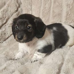 Dolly - Piebald Dachshund puppy in Lindsay, California from Lazy K&M Dachshunds