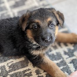 German Shepherd Puppies from Valley Shepherds LLC