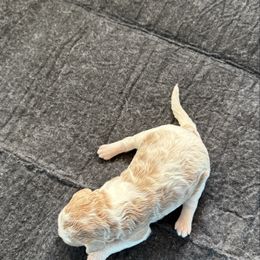 Girl 2 - Parti female Springerdoodle puppy in Murrells Inlet, South Carolina from SpringerDoodles at the Beach